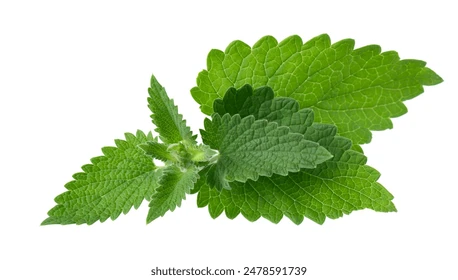 Erva Cidreira (Melissa)  por Shutterstock