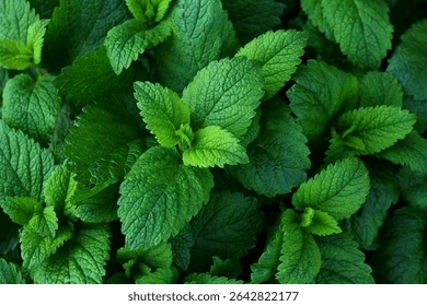Erva Cidreira (Melissa)  por Shutterstock