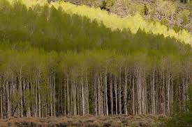 Pando por Reprodução