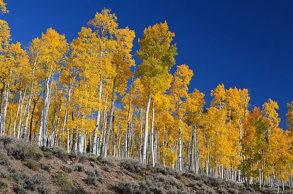 Pando por Reprodução