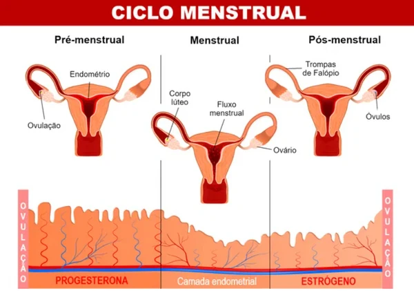 Período menstrual por Reprodução | Freepik e Redes Sociais