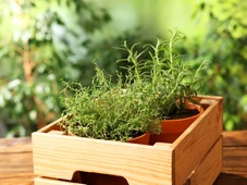 Imagem - Descubra 3 plantas para manter carrapatos longe do quintal