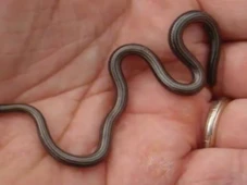 Imagem - Conheça a menor cobra do mundo, que reapareceu depois de muitos anos sem registros