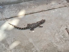 Imagem - Veja: jacaré é resgatado no metrô de Salvador