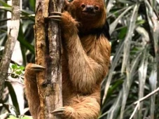 Imagem - Após mortes de preguiças por choques, MP pede medidas de proteção ambiental da Coelba