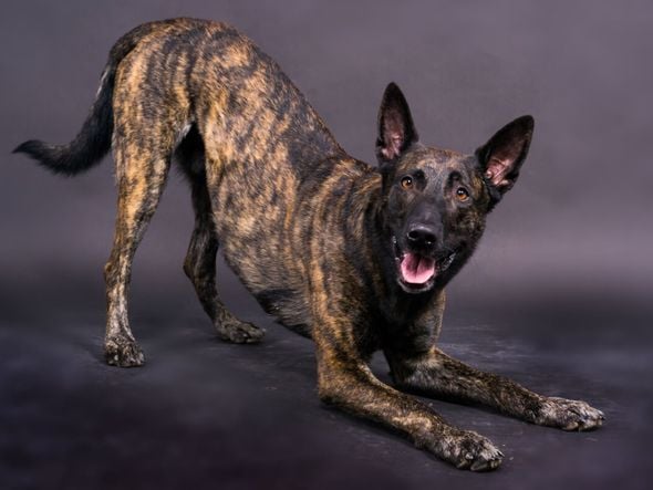 Imagem - 4 características do cachorro da raça pastor holandês 