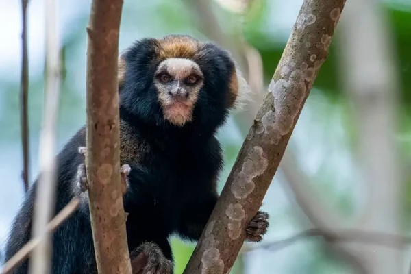 7 animais que só existem no Brasil  por Shutterstock