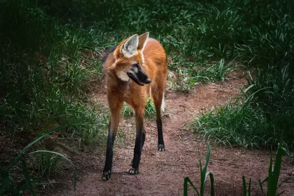 7 animais que só existem no Brasil  por Shutterstock