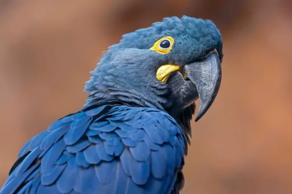 7 animais que só existem no Brasil  por Shutterstock