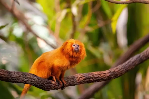 7 animais que só existem no Brasil  por Shutterstock