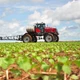 Imagem - Frutas e tilápias são as maiores preocupações do agro baiano, diz presidente da Faeb