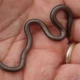 Imagem - Conheça a menor cobra do mundo, que reapareceu depois de muitos anos sem registros