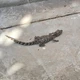 Imagem - Veja: jacaré é resgatado no metrô de Salvador