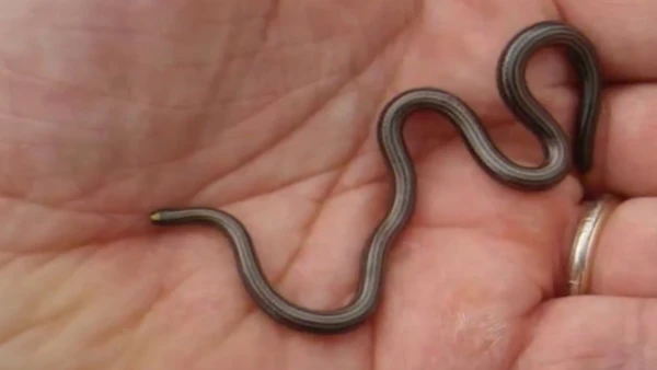 Florestas caribenhas guardam segredos como a menor cobra do mundo