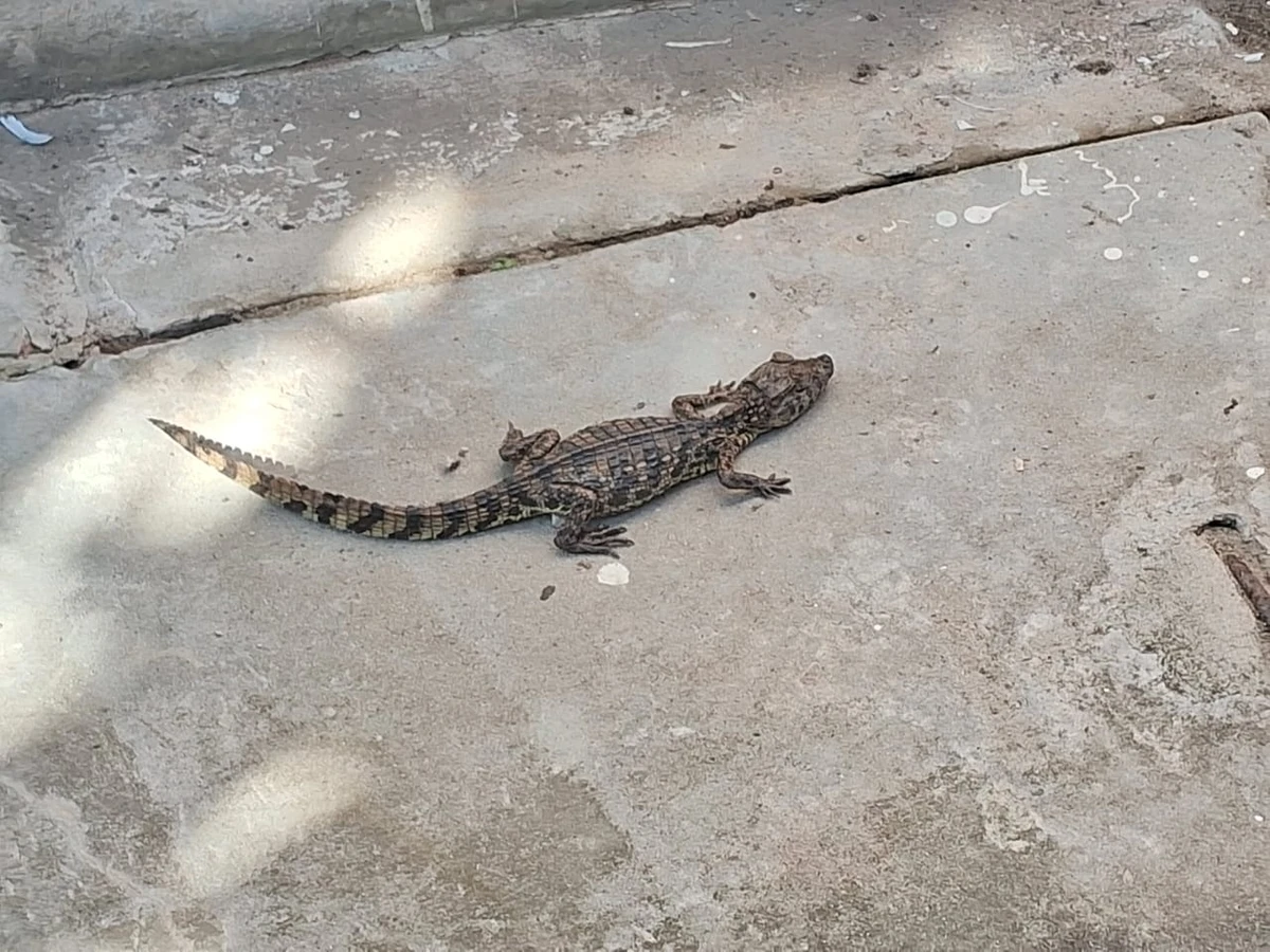 Jacaré filhote é resgatado no metrô de Salvador