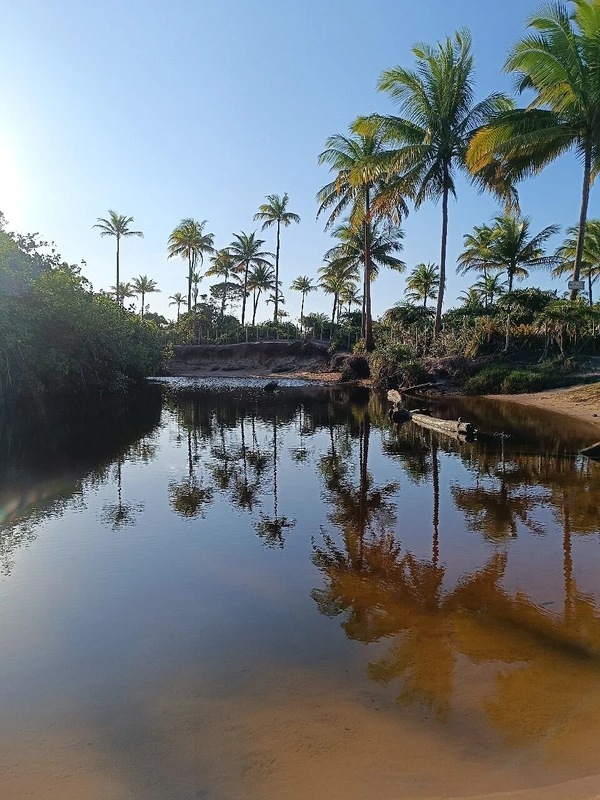 Praia de Algodões por Reprodução