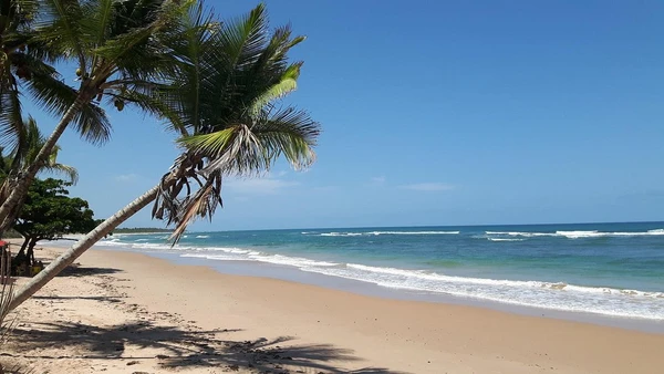 Praia de Algodões por Reprodução