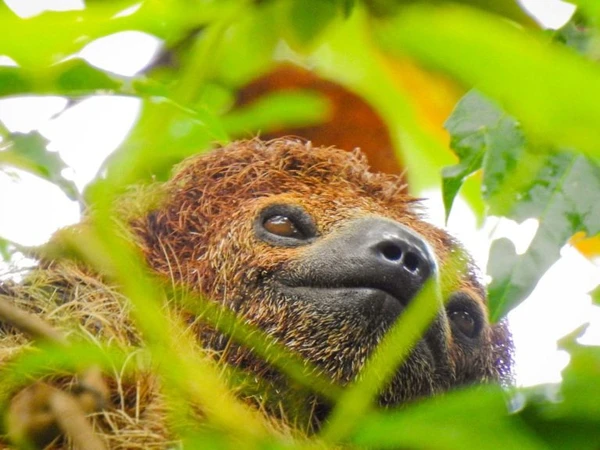 Preguiça-de-coleira por Reprodução/Aruá Observação de vida Silvestre