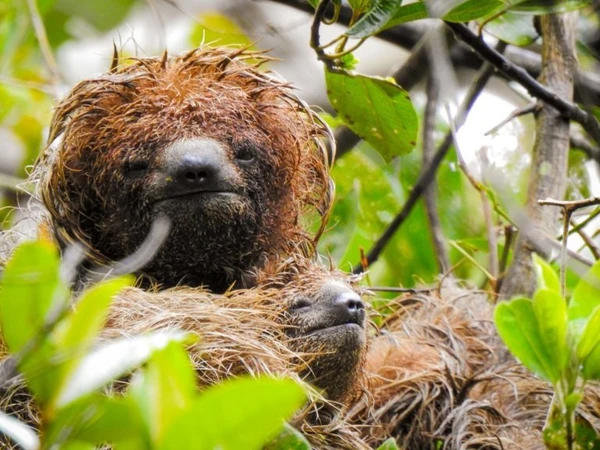 Preguiça-de-coleira por Reprodução/Aruá Observação de vida Silvestre