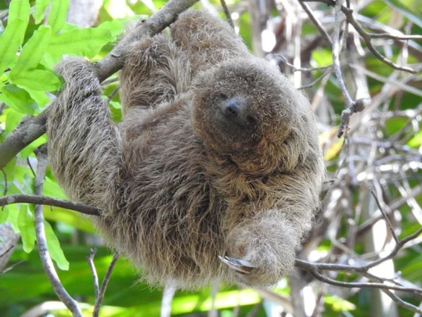 Preguiça-de-coleira por Reprodução/Aruá Observação de vida Silvestre