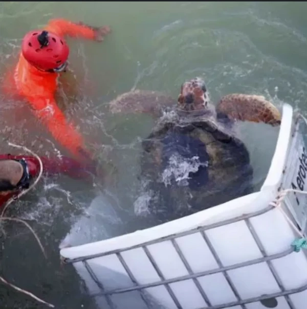 Animal pode estar a caminho da Bahia por Divulgação