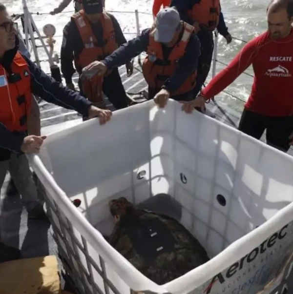 Animal foi solto em abril  por Divulgação