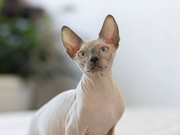 Imagem - 6 raças de gato sem pelo