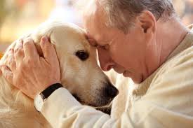 Cães têm a capacidade de farejar sinais de doenças por Shutterstock