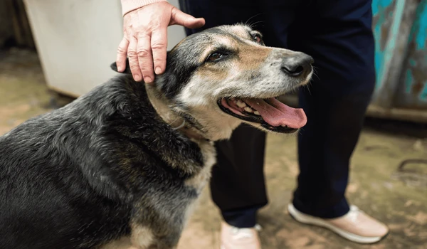 Cães têm a capacidade de farejar sinais de doenças por Shutterstock