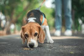 Cães têm a capacidade de farejar sinais de doenças por Shutterstock