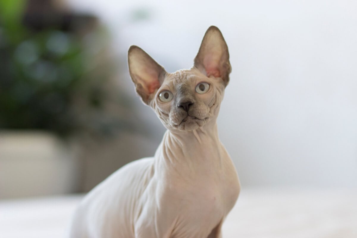 As raças de gato sem pelo chamam atenção por sua aparência exótica (Imagem: Katrin Baidimirova | Shutterstock)