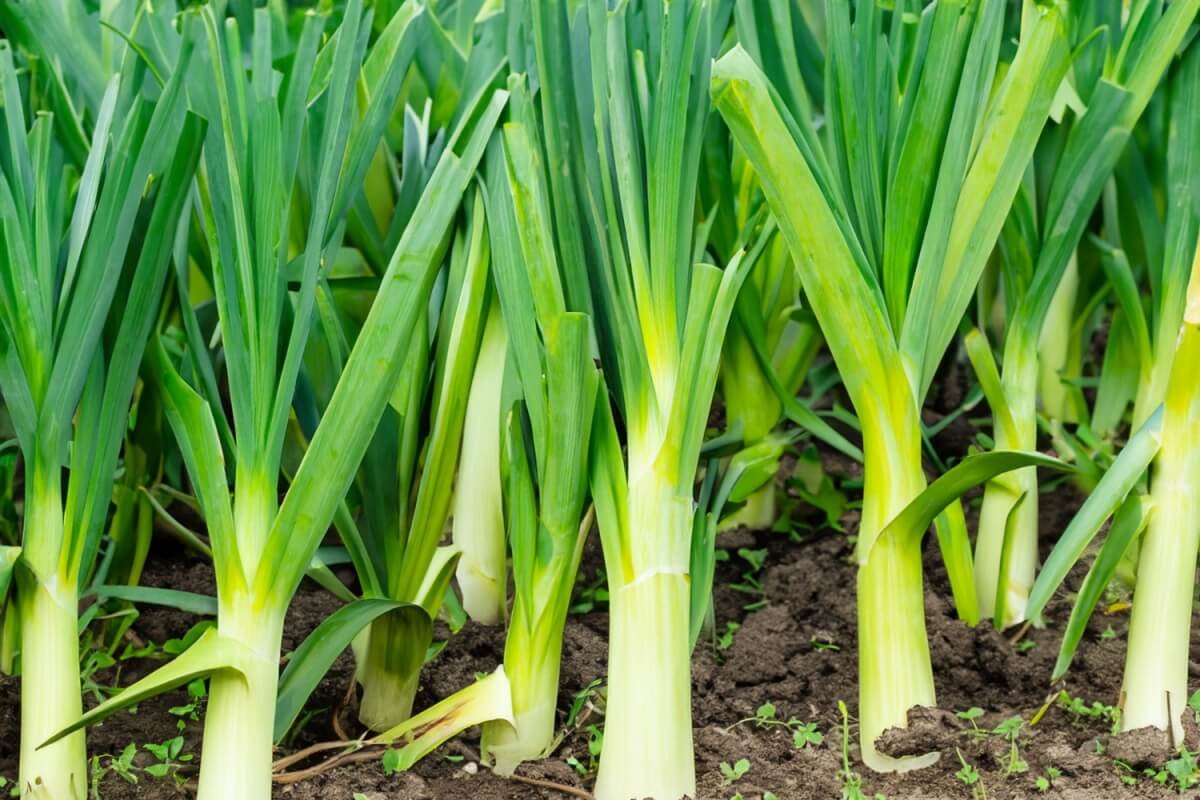 O alho-poró é um alimento rico em nutrientes essenciais para o organismo (Imagem: Jamil Yasin | Shutterstock) 