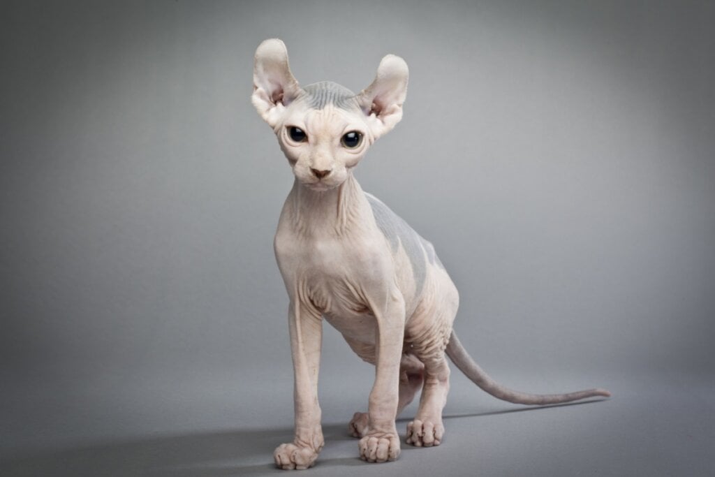 O gato elfo se destaca por não ter pelos e por ter as orelhas curvadas para trás (Imagem: Dan Kosmayer | Shutterstock)