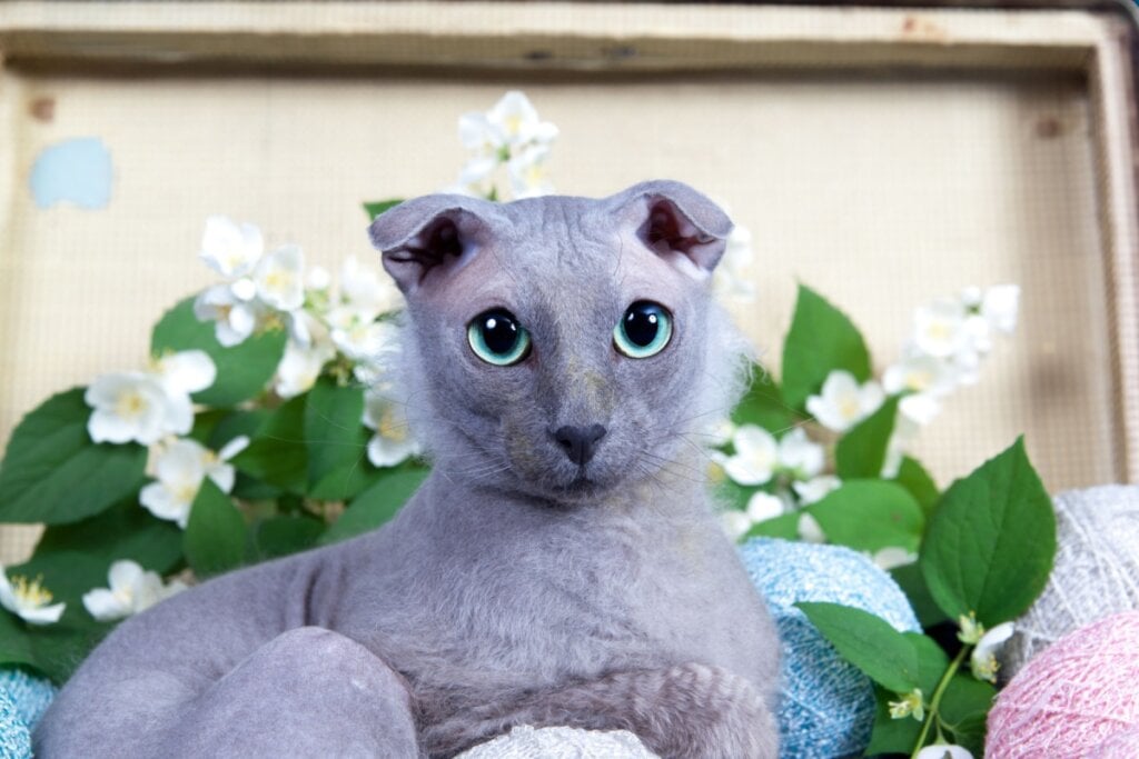 O levkoy ucraniano é resultado do cruzamento entre o donskoy e o scottish fold (Imagem: Anna Tronova | Shutterstock)
