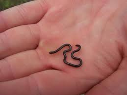 Tetracheilostoma carlae é a menor cobra do mundo por Reprodução