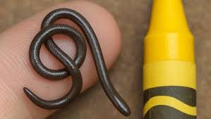 Tetracheilostoma carlae é a menor cobra do mundo por Reprodução