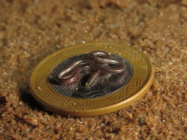 Tetracheilostoma carlae é a menor cobra do mundo por Reprodução