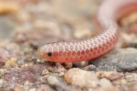 Tetracheilostoma carlae é a menor cobra do mundo por Reprodução