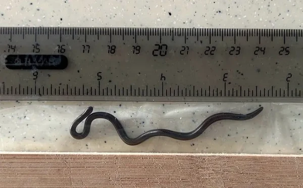 Tetracheilostoma carlae é a menor cobra do mundo por Reprodução
