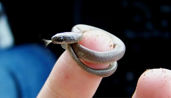 Tetracheilostoma carlae é a menor cobra do mundo por Reprodução