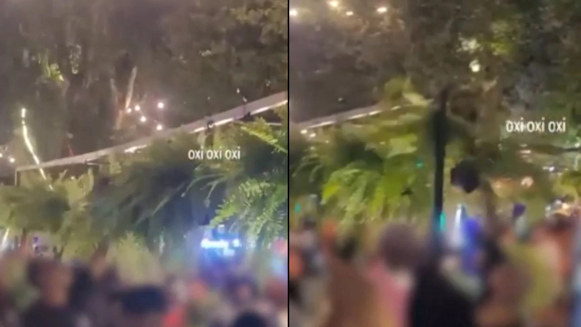 Imagem - Público furta 500 samambaias em festa na Bahia e causa prejuízo de R$ 7 mil