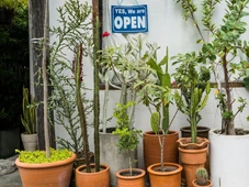 Imagem - Proteção energética: 4 plantas para blindar a entrada da sua casa
