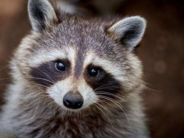 Imagem - 8 curiosidades interessantes sobre os guaxinins