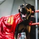 Imagem - Cães disponíveis para adoção entram em campo com jogadores do Bahia na partida contra o Retrô