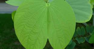 Bauhinia forficata (pata-de-vaca) por Reprodução