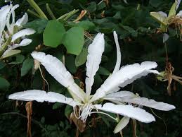 Bauhinia forficata (pata-de-vaca) por Reprodução