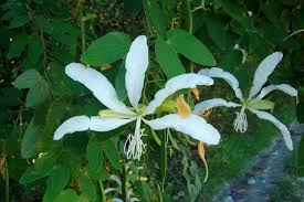 Bauhinia forficata (pata-de-vaca) por Reprodução