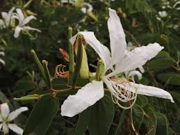 Bauhinia forficata (pata-de-vaca) por Reprodução
