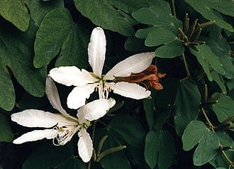 Bauhinia forficata (pata-de-vaca) por Reprodução