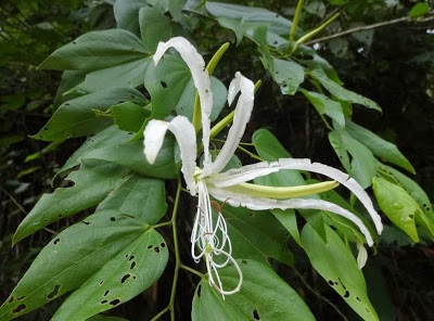 Bauhinia forficata (pata-de-vaca) por Reprodução